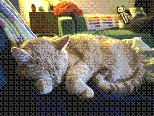 an orange cat curled up to sleep.